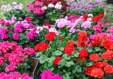 Sardunya Sardunya çiçekleri - renkli görüntü