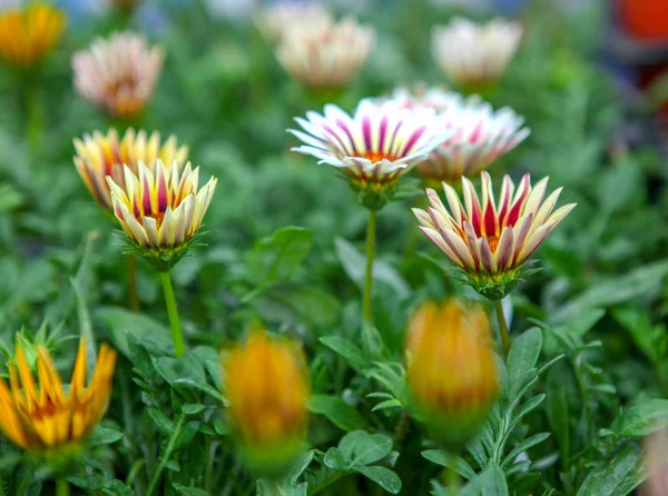 Daisy Flower Achtergrond Kleurenafbeelding — Stockfoto