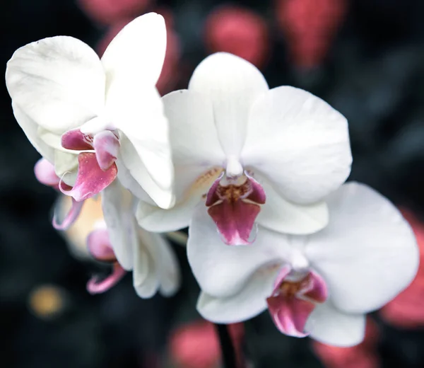 Belle Orchidée Dans Magasin Fleurs — Photo