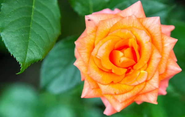 Vacker Ros Blomsteraffär — Stockfoto