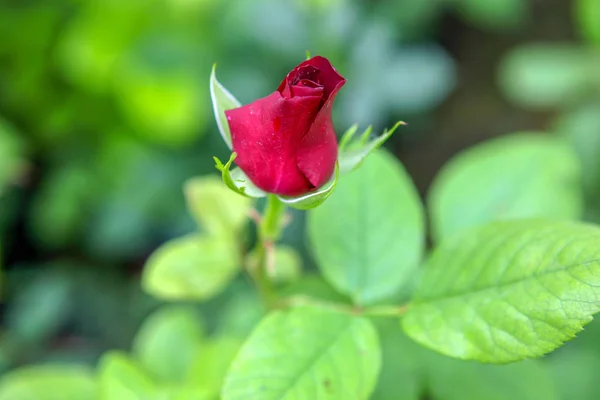 美丽的玫瑰在花店 — 图库照片