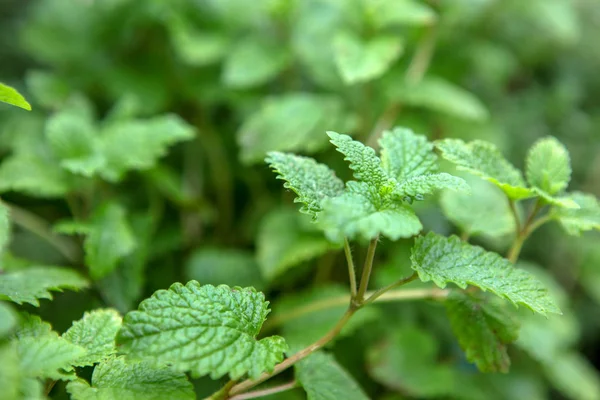 Latar Belakang Daun Mint Gambar Warna — Stok Foto