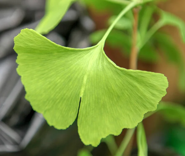 Hoja Ginkgo Biloba Imagen Color —  Fotos de Stock