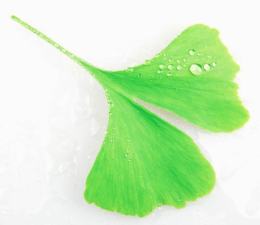 Ginkgo Yaprağı Beyaz Arkaplanda İzole Edildi