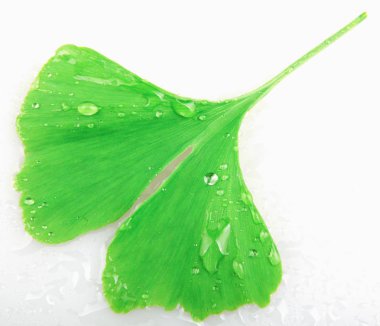 Ginkgo Yaprağı Beyaz Arkaplanda İzole Edildi