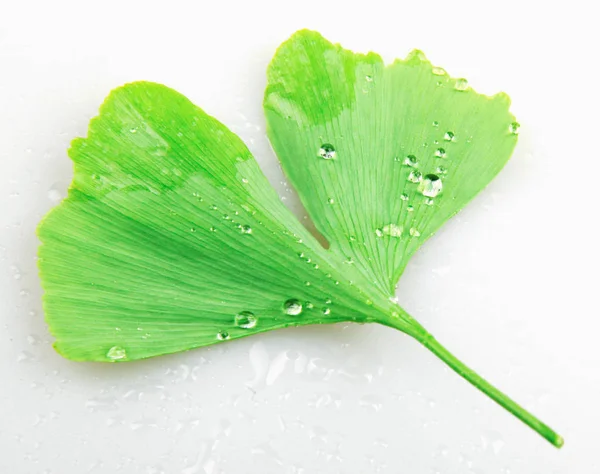 Ginkgo Yaprağı Beyaz Arkaplanda İzole Edildi