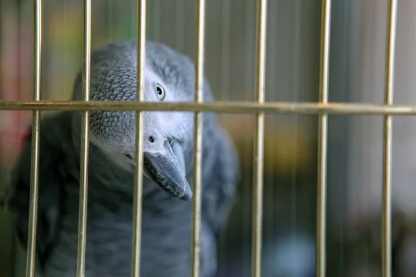 Серый Попугай Джако — стоковое фото