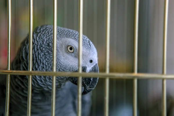 Gray Parrot Jaco Stock Photos — Stock Photo, Image