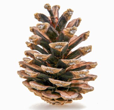 Çam kozalağı beyaz zemin üzerine, yakın çekim