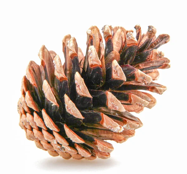 Close Pine Cone White Background — Stock Photo, Image