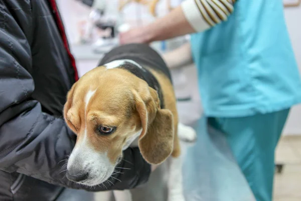 Veterinární Lékař Pes Beagle — Stock fotografie