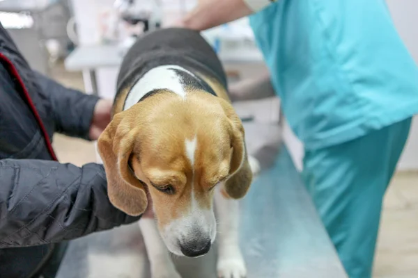 Tierarzt Und Hundebeagle — Stockfoto