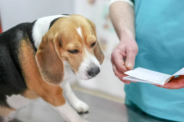 Veterinär Läkare Och Hund Beagle — Stockfoto