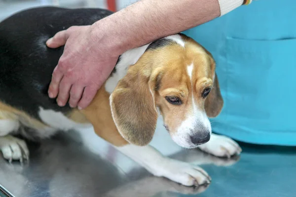Weterynarz Lekarz Pies Rasy Beagle — Zdjęcie stockowe