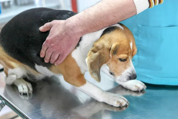 Tierarzt Und Hundebeagle — Stockfoto