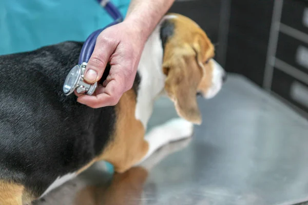 Médico Veterinário Cão Beagle — Fotografia de Stock