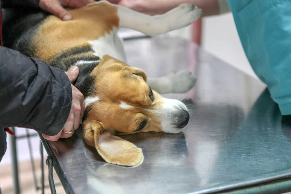Veterinární Lékař Pes Beagle — Stock fotografie