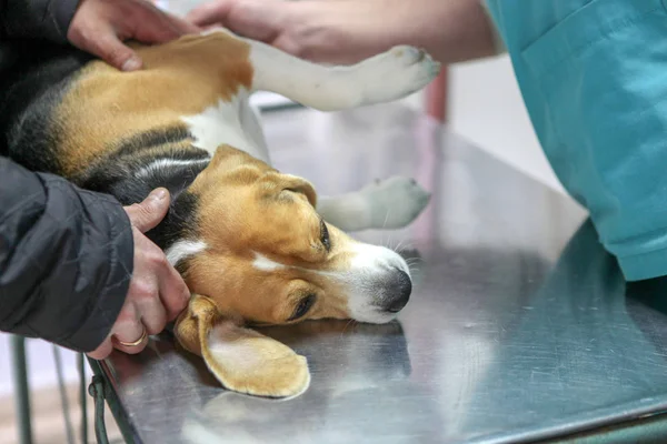 Veterinär Läkare Och Hund Beagle — Stockfoto