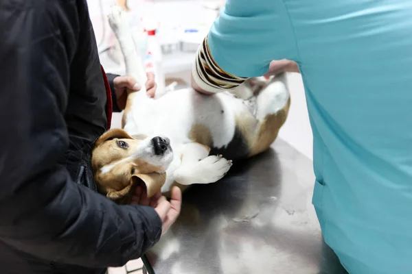 Veterinární Lékař Pes Beagle — Stock fotografie