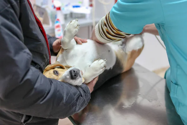 Ветеринарний Лікар Собака Бігль — стокове фото