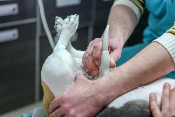 Veterinární Lékař Pes Beagle — Stock fotografie