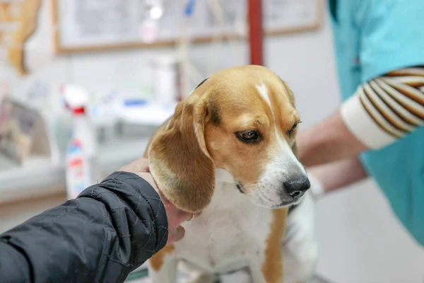 Tierarzt Und Hundebeagle — Stockfoto