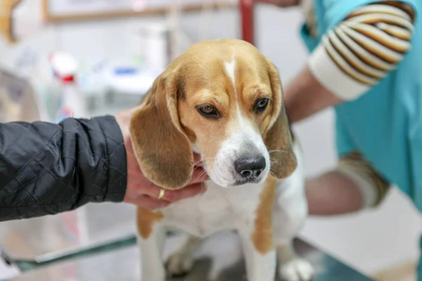 兽医医生和狗猎犬 — 图库照片