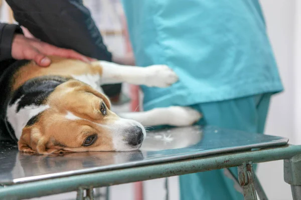 Veterinär Läkare Och Hund Beagle — Stockfoto