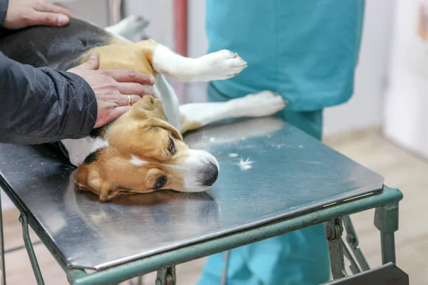 Veterinär Läkare Och Hund Beagle — Stockfoto