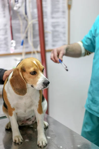 Veteriner Doktor Köpek Beagle — Stok fotoğraf