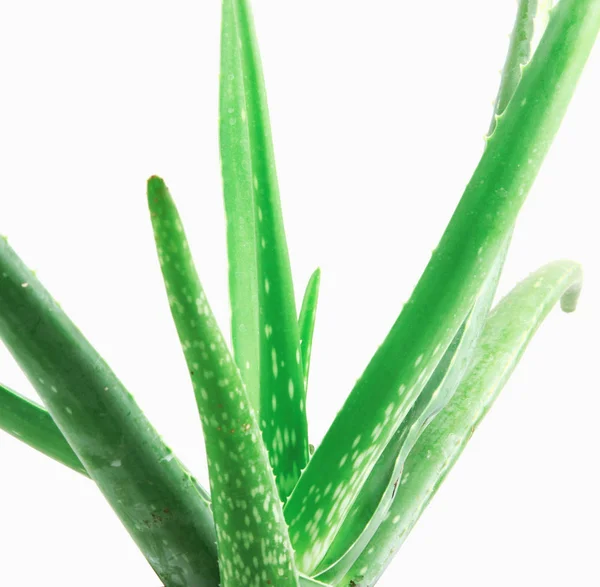 Tumbuhan Vera Aloe Terisolasi Latar Belakang Putih — Stok Foto