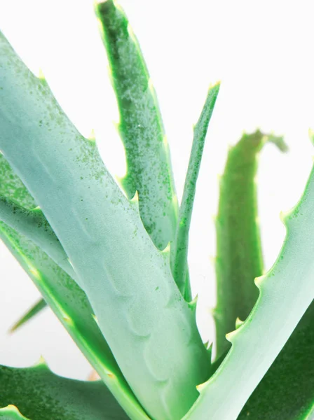 Detailní Záběr Aloe Vera Plátek Bílém Pozadí — Stock fotografie