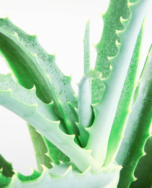 Aloe Vera Nın Beyaz Arkaplandaki Kesiğinin Yakın Çekimi — Stok fotoğraf