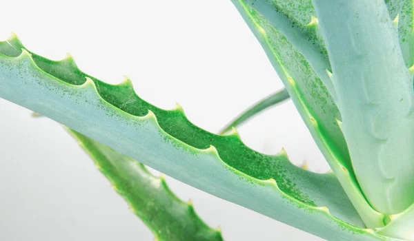 Detailní Záběr Aloe Vera Plátek Bílém Pozadí — Stock fotografie