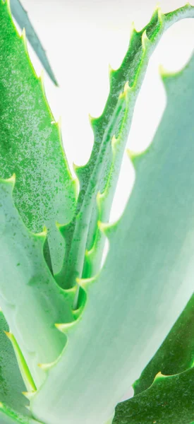Nahaufnahme Von Aloe Vera Scheibe Auf Weißem Hintergrund — Stockfoto
