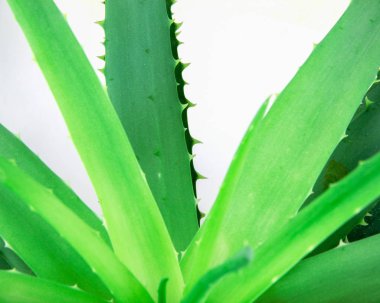 Aloe Vera Plant stok fotoğraf