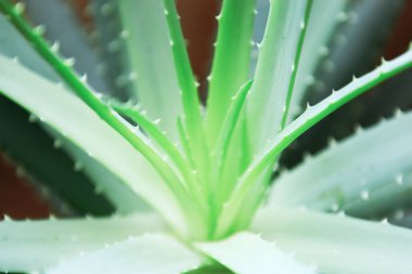 Aloe Vera Plant stok fotoğraf