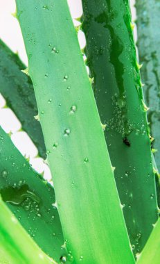 Aloe Vera Plant stok fotoğraf