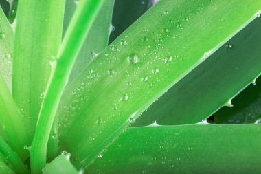 Aloe Vera Plant stok fotoğraf