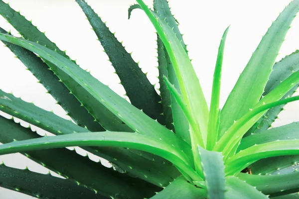 Aloe Vera Planta Stock Foton — Stockfoto