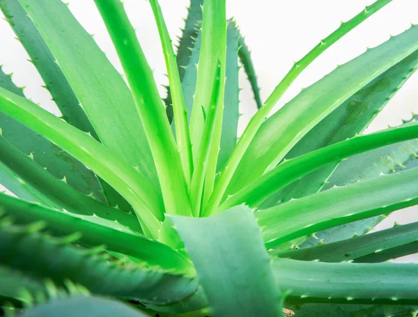 Foto Delle Piante Aloe Vera — Foto Stock