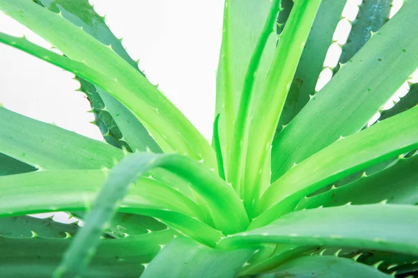 Foto Delle Piante Aloe Vera — Foto Stock