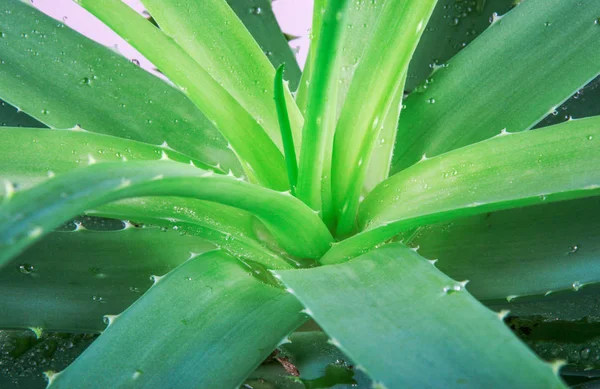 Aloe Vera Planta Stock Foton — Stockfoto