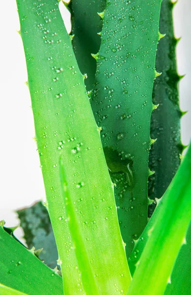 Foto Delle Piante Aloe Vera — Foto Stock