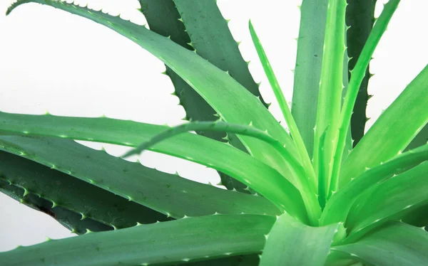 Aloe Vera Plant Stok Fotoğraf — Stok fotoğraf