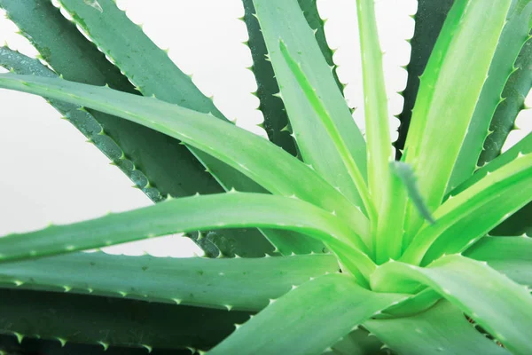 Aloe Vera Plant Stok Fotoğraf — Stok fotoğraf