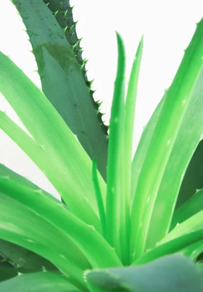 Foto Delle Piante Aloe Vera — Foto Stock