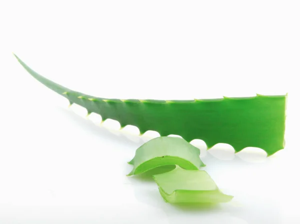 Aloe Vera Sfondo Bianco — Foto Stock