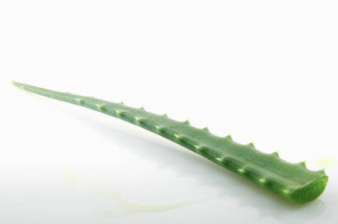 Aloe Vera Beyaz Arkaplanda