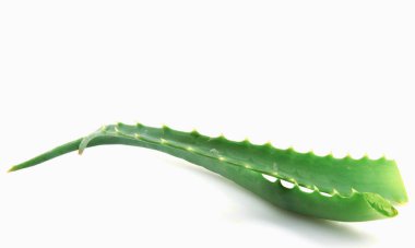 Aloe Vera Beyaz Arkaplanda